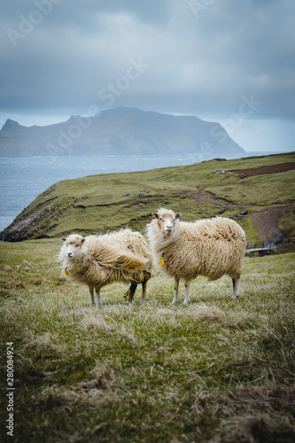 Sheeps on the Faroe Islands