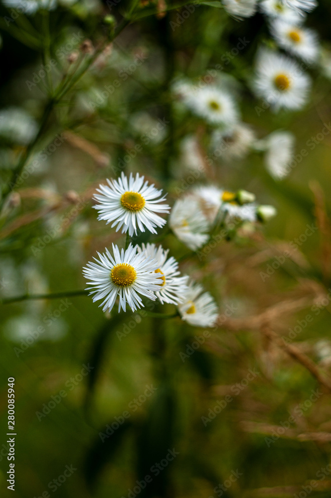 Daisy Fleabane Erigeron strigosus blossom flower in garden Daisy Fleabane Erigeron strigosus blossom flower in garden