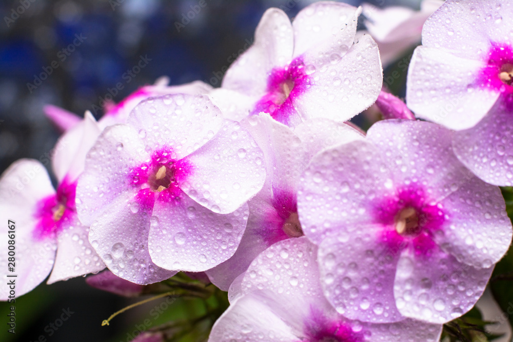 Phlox subulata. Macro photo. Texture background blooming phlox subulata wildflower. The image of a plant blooming pink phlox subulata.