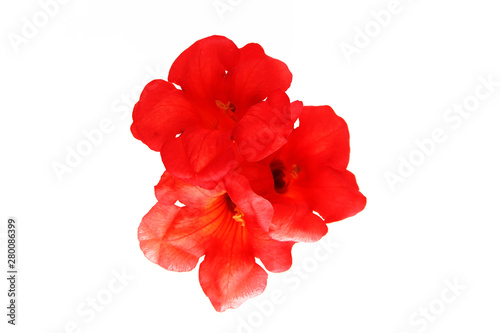 natural red orange nasturtium flowers with a petals on white background