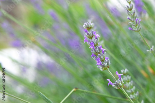 Purple Lavender flowers on green nature blurred background in sunny day. Lilac Lavandula for herbal medicine. Copy space