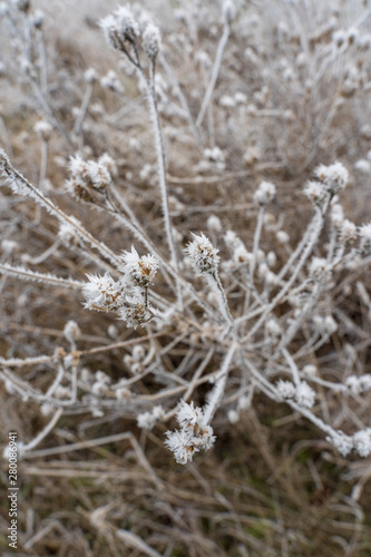 Gefrorene Pflanzen im Winter am Kronsberg (Hannover)