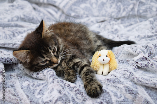 The little kitten is lying on a gray plaid with a toy dog. Close-up. © Iuliia Alekseeva