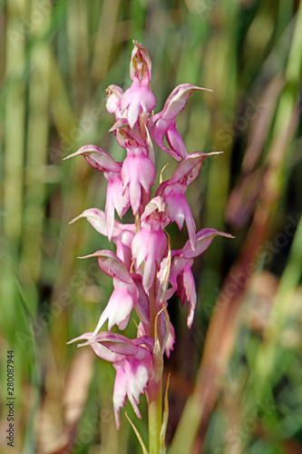 Heiliges Knabenkraut (Orchis sancta) Insel Symi, Griechenland - Holy orchid / symi, Greece photo