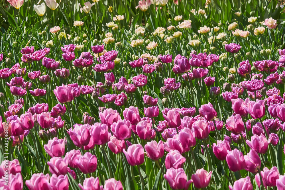 Beautiful pink  tulip fields in spring, natural background