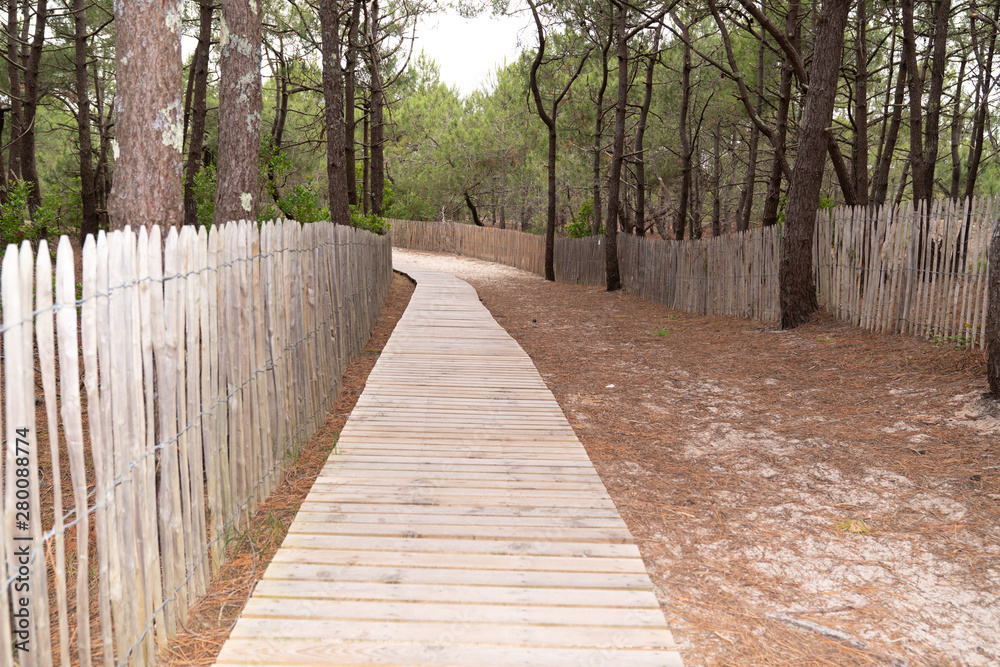 Beach wooden path in pine forest in Cap Ferret Gironde France