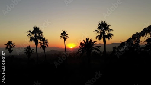 Aerial shot of a row of palm trees at Sunset photo