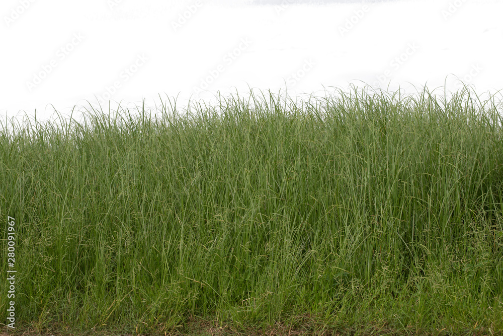 Grass isolated on white background. Clipping path. Grass isolated on white background. Clipping path.