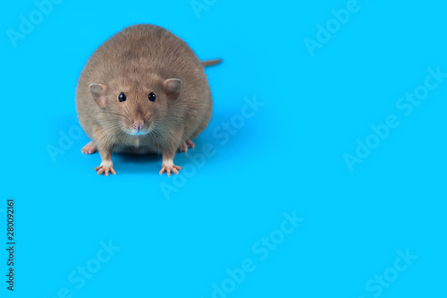 portrait of a domestic rat on blue background