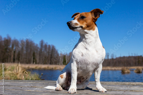 Fotografia, Obraz Young Jack Russell Terrier on boards.
