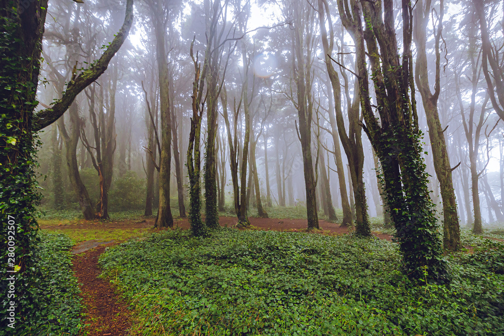 Obraz premium The mystical fog of the Sintra forest, Portugal