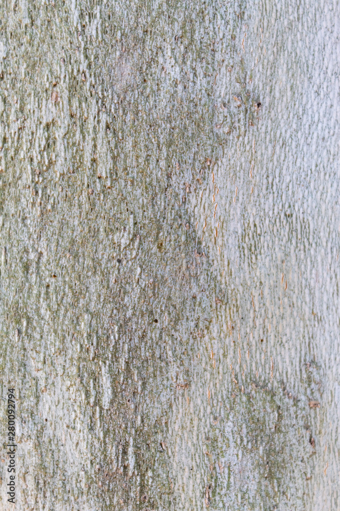 Fototapeta premium Closeup Tree Bark Texture Background