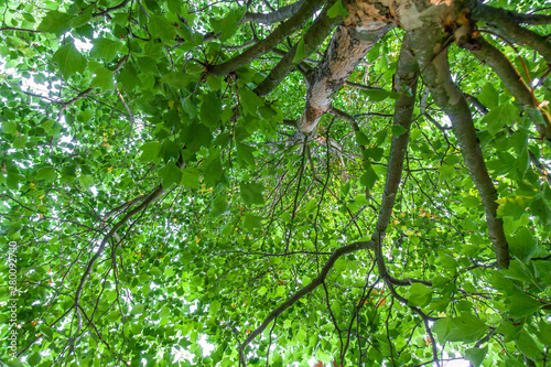 Blick in eine Baumkrohne Wipfel Blätter Krohne Platane