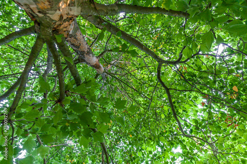Baumkrohne Platane Baum Geäst grüne Blätter