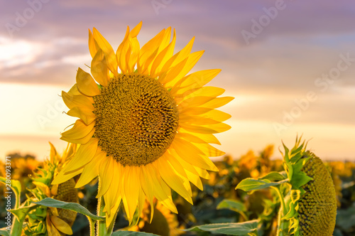 Sunflower field at sunset. Close-up of blooming yellow sunflower against a colorful sky. Summer rural landscape. Concept of rich harvest