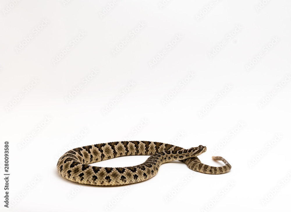 Baja Rattlesnake Crotalus enyo, on white background Baja Rattlesnake Crotalus enyo, on white background