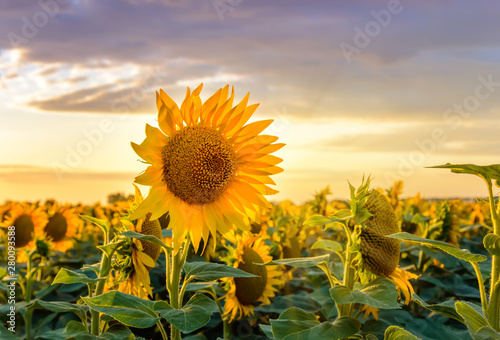 Sunflower field at sunset. Close-up of blooming yellow sunflower against a colorful sky. Summer rural landscape. Concept of rich harvest photo
