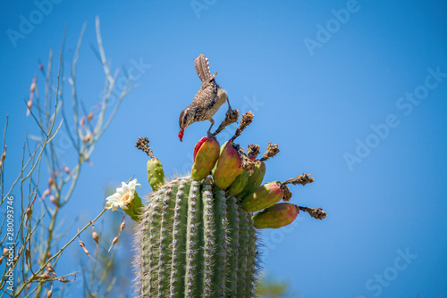 Cactus Wren eating Saguaro Cactus Fruit on top against sky