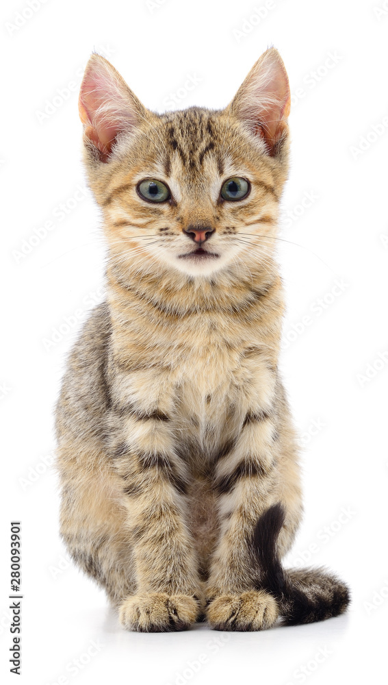 Kitten on white background.