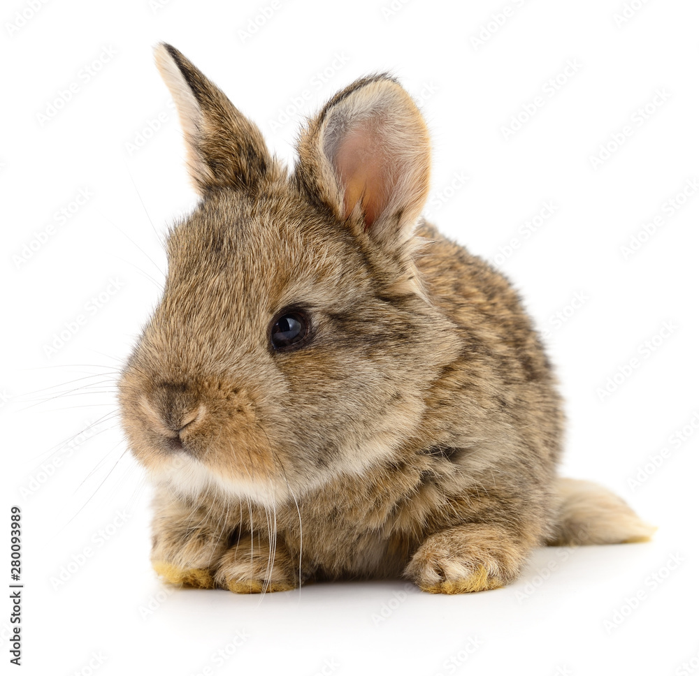 Obraz premium Brown rabbit on white.