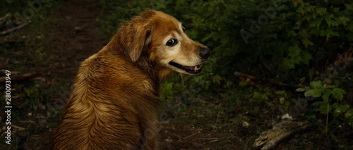 Wallpaper Mural dog looking behind Torontodigital.ca