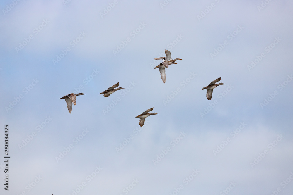 Flock of ducks 2