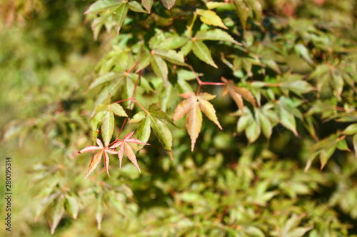 Young leaves of ornamental maple.