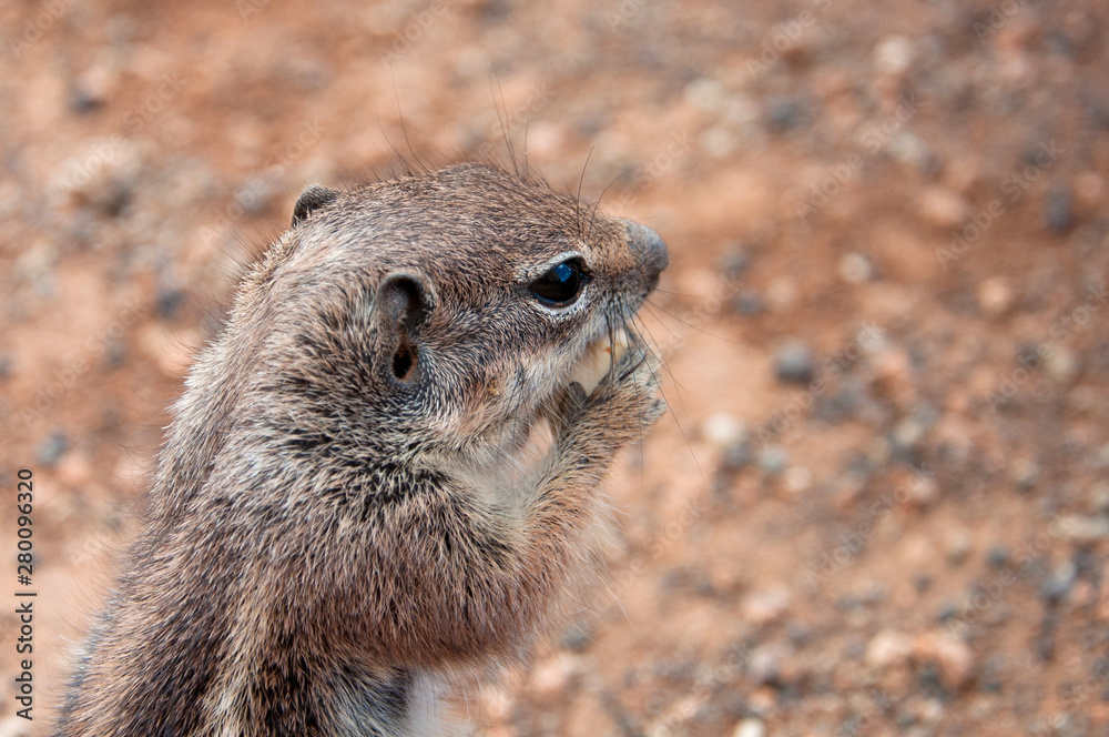 Trusting Barbary ground squirrel feeding on nuts. She lives in desert conditions under the volcanoes of the Canary Island Fuerteventura. Trusting Barbary ground squirrel feeding on nuts. She lives in desert conditions under the volcanoes of the Canary Island Fuerteventura.