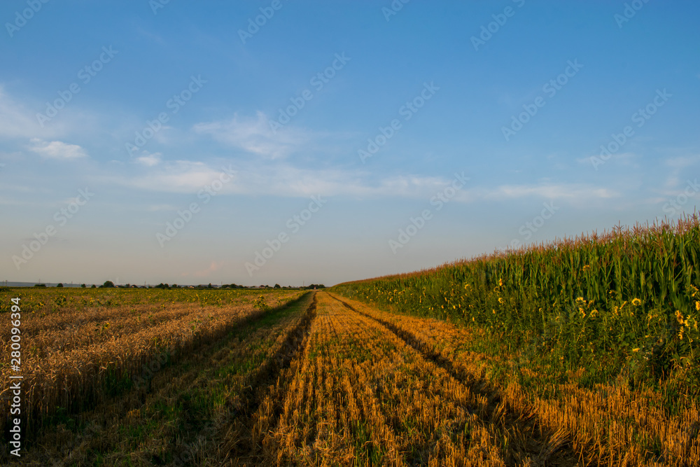 Beautiful field of corns and blue sky
