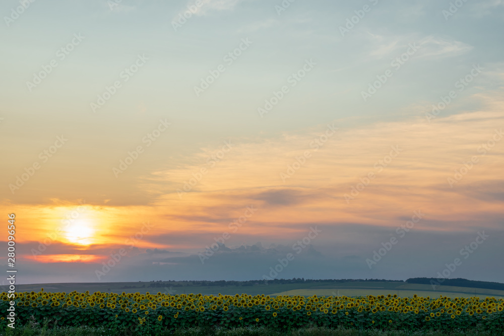 Beautiful field of sunflowers and blue sky