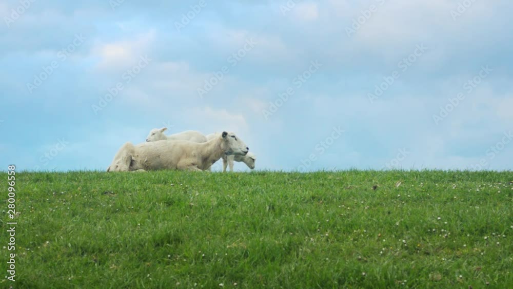 Purebred Swifter mother sheep with her lambs seen against the sky. Purebred Swifter mother sheep with her lambs seen against the sky.