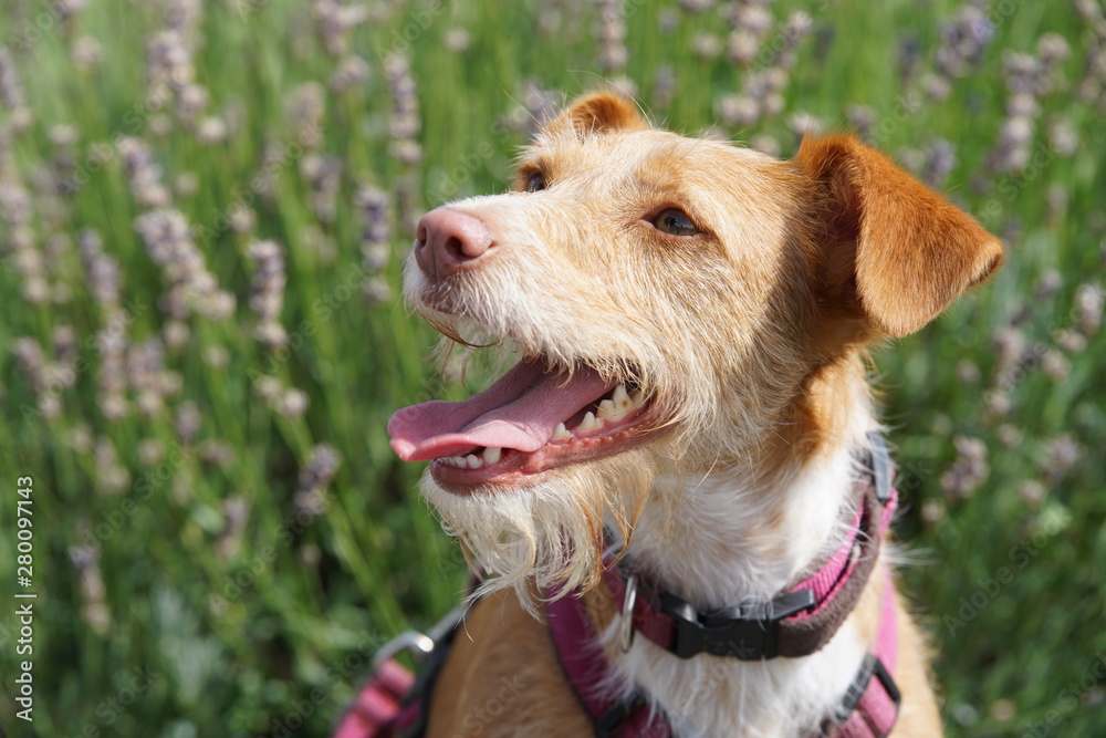 Podenco terrier mix - Mischlingshund
