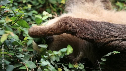 Sloth eating at the zoo photo