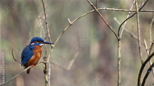 The Kingfisher