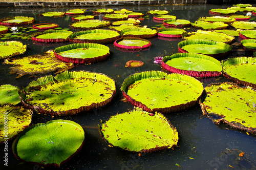 Giant water lilies. Sir Seewoosagur Ramgoolam Botanical Garden, Pamplemousses, Mauritius photo