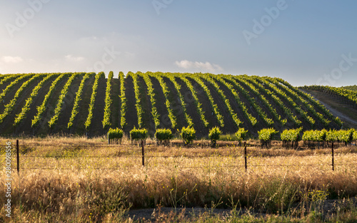 Rows of lush vineyards on a hillside, Napa Valley photo