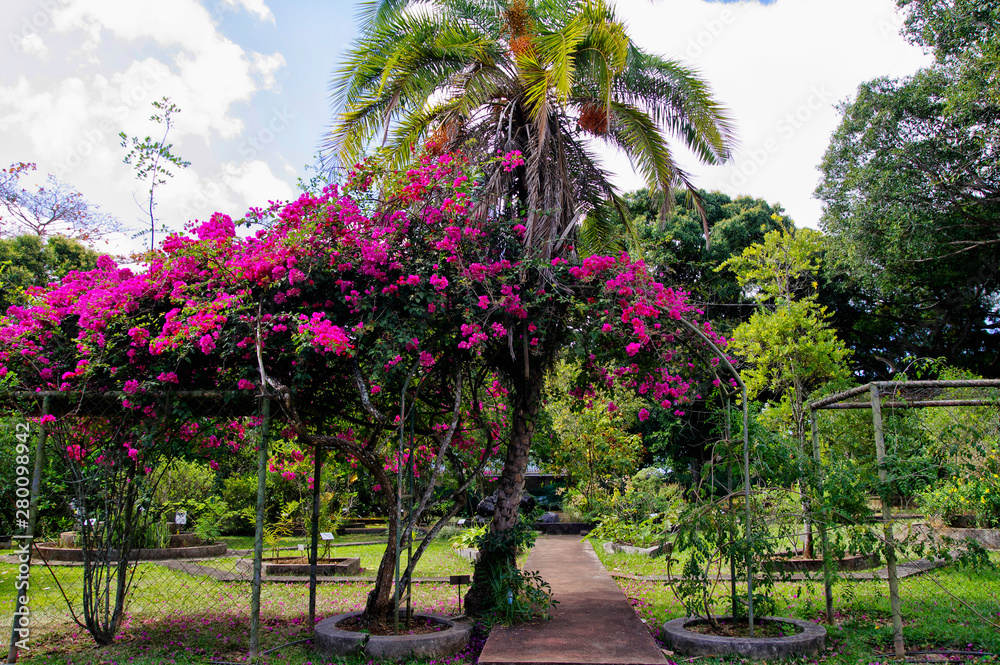 The Sir Seewoosagur Ramgoolam Botanical Garden. This is a popular tourist attraction and the oldest botanical garden in the Southern Hemisphere.