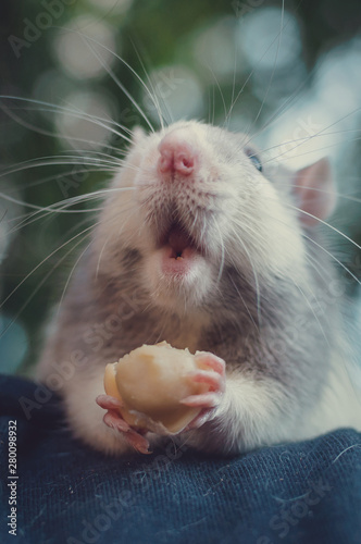 Rat is chewing dumplings and opens his mouth wide