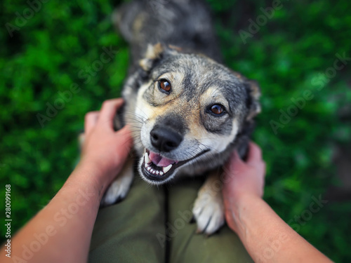 cute brown dog jumps paws on the legs of a man, looking with love and asks hi...
