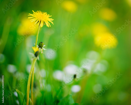 Sowthistle flowers on a meadow, shallow depth of field. Herbaceous, herb.