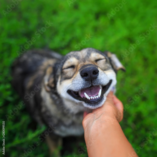 beautiful brown dog put his head on the palm of the person and friendly looking with love on a background of green grass in the summer