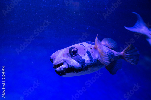 Big white spotted pufferin sea aquarium on blue background nature sea ocean life nature photo