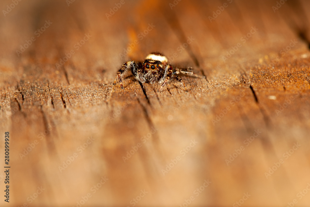 Obraz premium Jumping Spider