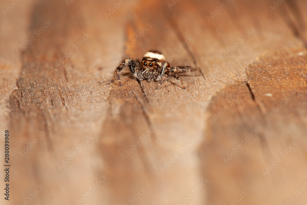 Obraz premium Jumping Spider