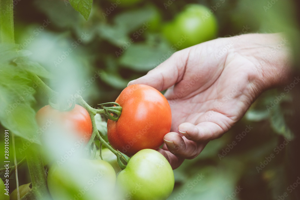 custom made wallpaper toronto digitalOutdoor shot of organic tomatoes in senior hand