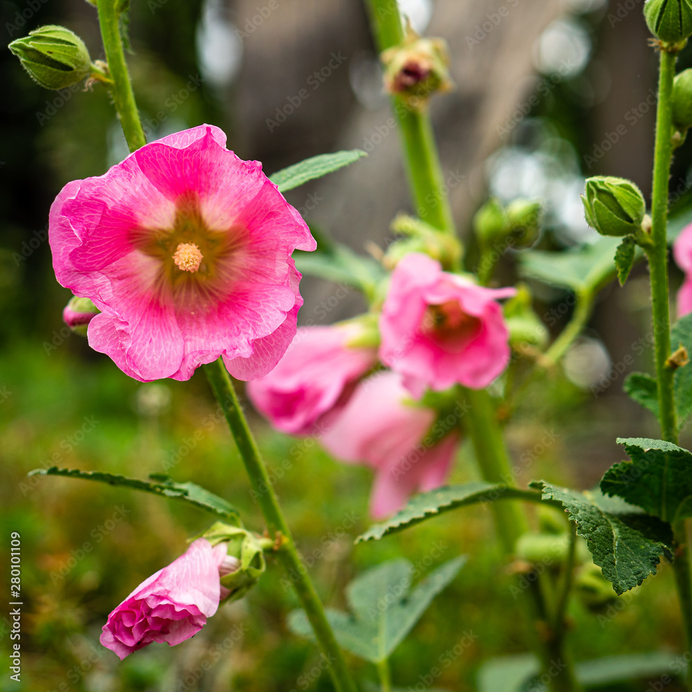 Fototapeta premium Pink mallow flower in the garden close-up