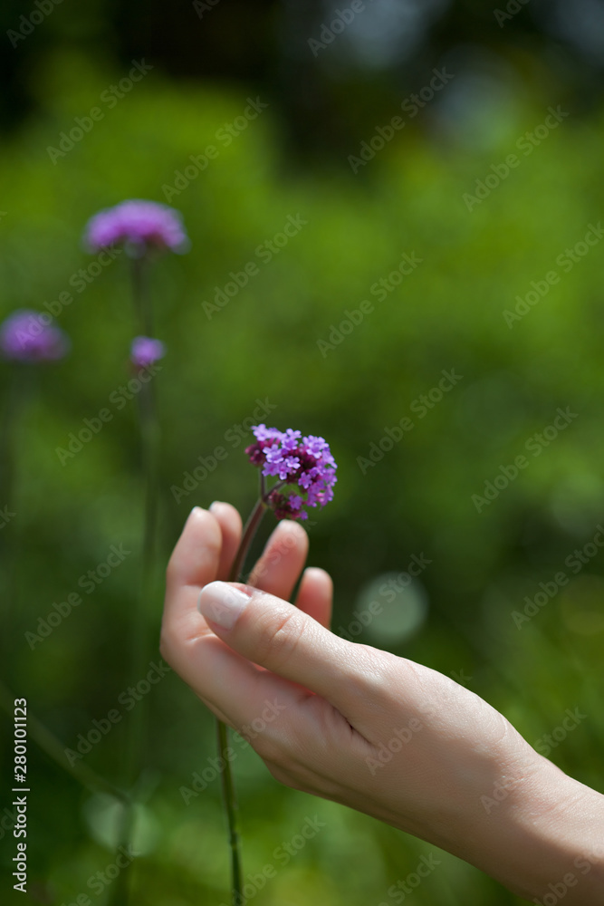 Woman's hand touching some flowers in the field.
