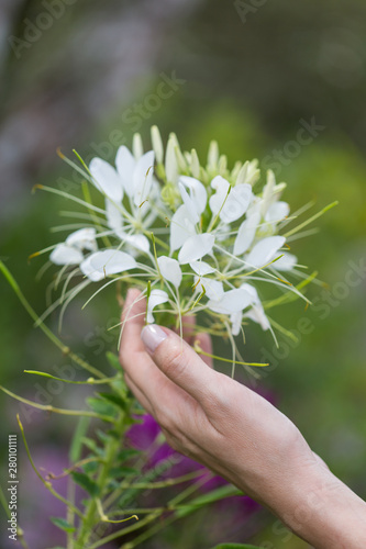 Woman's hand touching some flowers in the field.