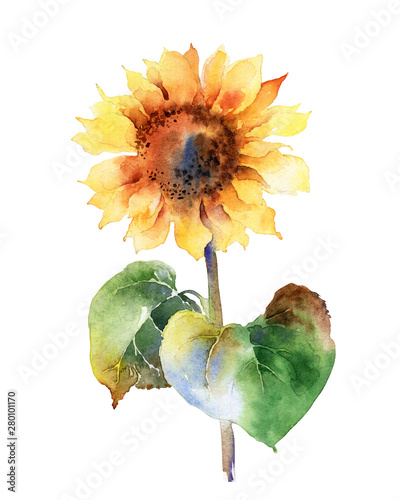 Watercolor sunflower isolated on white background