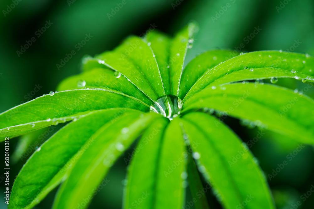 草についた水滴 草についた水滴